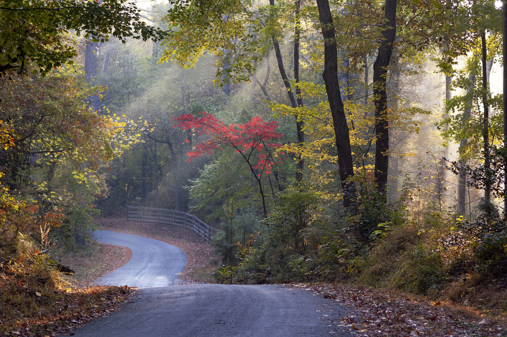 Highways & Byways: James City Road to Williamsburg Photographer: Roderick Perkinson of Williamsburg Location: Lake Powell Road in James City County